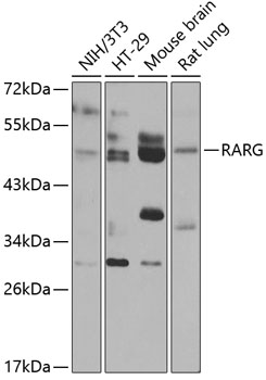 Western blot - RARG Polyclonal Antibody 