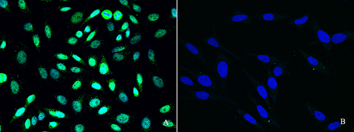 PRMT6 Antibody, Rabbit PAb, Antigen Affinity Purified, Immunofluorescence