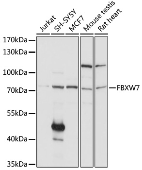 Western blot - FBXW7 Polyclonal Antibody 