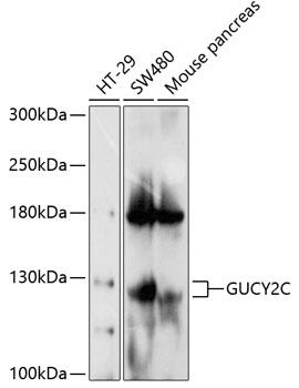 Western blot - GUCY2C Polyclonal Antibody 