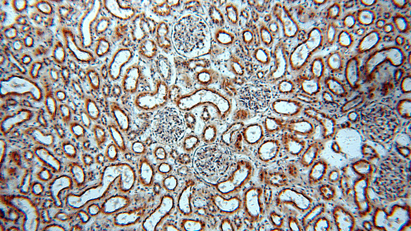 Immunohistochemical of paraffin-embedded human kidney using Catalog No:114749(RNF181 antibody) at dilution of 1:100 (under 10x lens)