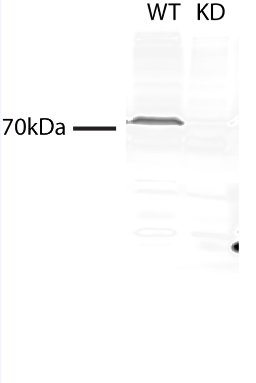 WB result of TMEM214 antibody (Catalog No:116178) with C2C12 cells (Control and KD).