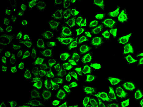 Immunofluorescence - Casp7 Polyclonal Antibody 
