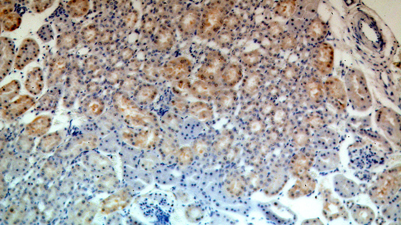Immunohistochemical of paraffin-embedded human kidney using Catalog No:112491(MAST3 antibody) at dilution of 1:100 (under 10x lens)