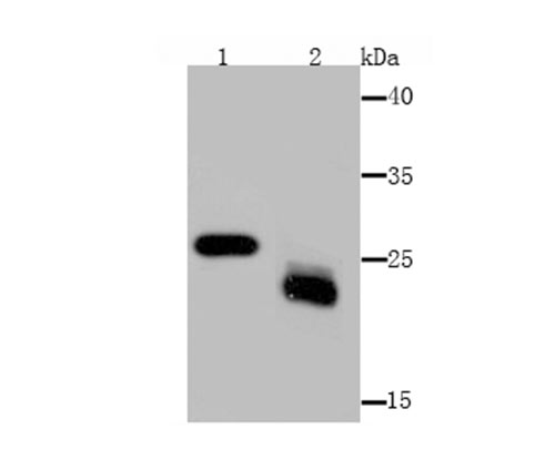 Fig1: Western blot analysis of MAL on mouse kidney (1) and mouse lymphatic vessels (2) tissue lysate using anti-MAL antibody at 1/1,000 dilution.