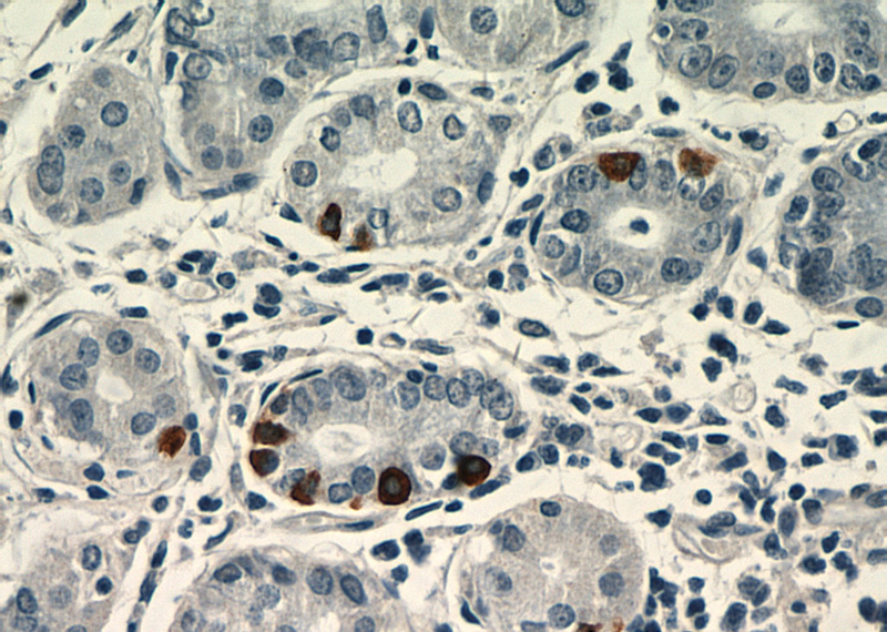 Immunohistochemical of paraffin-embedded human stomach using Catalog No:110968(GHRL antibody) at dilution of 1:100 (under 40x lens)