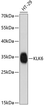 Western blot - KLK6 Polyclonal Antibody 