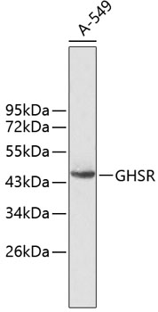 Western blot - GHSR Polyclonal Antibody 