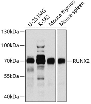 Western blot - RUNX2 Polyclonal Antibody 