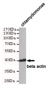 Western blot detection of beta actin in chlamydomonas cell lysates using beta actin mouse mAb (1:1000 diluted).Predicted band size:45KDa.Observed band size:45KDa.