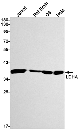 Western blot detection of LDHA in Jurkat,Rat Brain,C6,Hela cell lysates using LDHA Rabbit mAb(1:1000 diluted).Predicted band size:37kDa.Observed band size:37kDa.