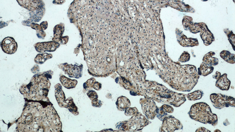 Immunohistochemistry of paraffin-embedded human placenta tissue slide using Catalog No:112043(FAM30A Antibody) at dilution of 1:50 (under 10x lens)