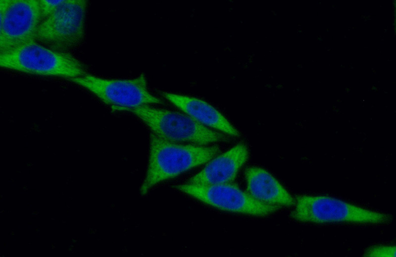 Immunofluorescent analysis of (-20oc Ethanol) fixed HeLa cells using Catalog No:107248(EEF1B2 Antibody) at dilution of 1:100 and Alexa Fluor 488-congugated AffiniPure Goat Anti-Mouse IgG(H+L)