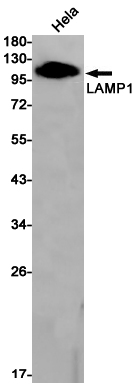 Western blot detection of LAMP1 in Hela cell lysates using LAMP1 Rabbit pAb(1:1000 diluted).Predicted band size:45kDa.Observed band size:90-120kDa.