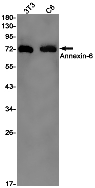 Western blot detection of Annexin-6 in 3T3,C6 cell lysates using Annexin-6 Rabbit pAb(1:1000 diluted).Predicted band size:76kDa.Observed band size:70kDa.