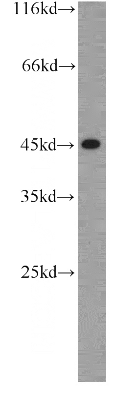 L02 cells were subjected to SDS PAGE followed by western blot with Catalog No:109245(CEBPA antibody) at dilution of 1:500