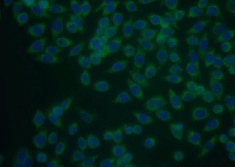 Immunofluorescent analysis of MCF-7 cells using Catalog No:116439(TSP50 Antibody) at dilution of 1:25 and Alexa Fluor 488-congugated AffiniPure Goat Anti-Rabbit IgG(H+L)