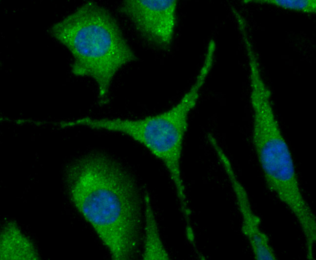 Fig4: ICC staining NLRC3 in SH-SY5Y cells (green). The nuclear counter stain is DAPI (blue). Cells were fixed in paraformaldehyde, permeabilised with 0.25% Triton X100/PBS.