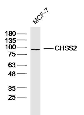 Fig1: Sample: Mcf-7(human) Cell Lysate at 40 ug; Primary: Anti-CHSS2 at 1/300 dilution; Secondary: IRDye800CW Goat Anti-Rabbit IgG at 1/20000 dilution; Predicted band size: 85 kD; Observed band size: 85 kD
