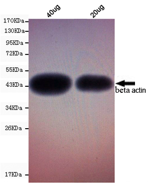 Western blot detection of beta actin in 20ug & 40ug Fruit fly (Drosophila melanogaster) cell lysates using beta actin mouse mAb (1:3000 diluted).Predicted band size:45KDa.Observed band size:45KDa.