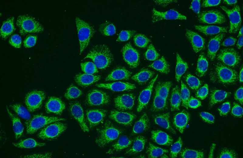 Immunofluorescent analysis of PC-3 cells using Catalog No:113134(NTF4 Antibody) at dilution of 1:25 and Alexa Fluor 488-congugated AffiniPure Goat Anti-Rabbit IgG(H+L)