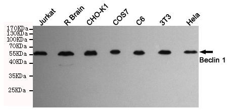 Western blot detection of Beclin 1 in Hela,3T3,C6,COS7,CHO-K1,Rat brain and Jurkat cell lysates using Beclin 1 mouse mAb (1:1000 diluted).Predicted band size:52KDa.Observed band size:55KDa.