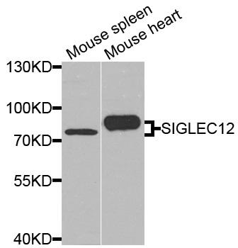 Western blot - SIGLEC12 Polyclonal Antibody 