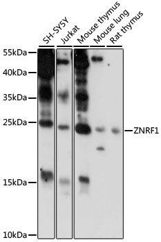 Western blot - ZNRF1 Polyclonal Antibody 