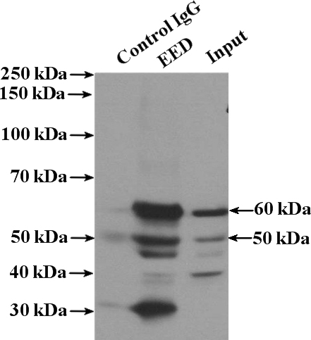 IP Result of anti-EED (IP:Catalog No:110309, 4ug; Detection:Catalog No:110309 1:500) with PC-3 cells lysate 3200ug.