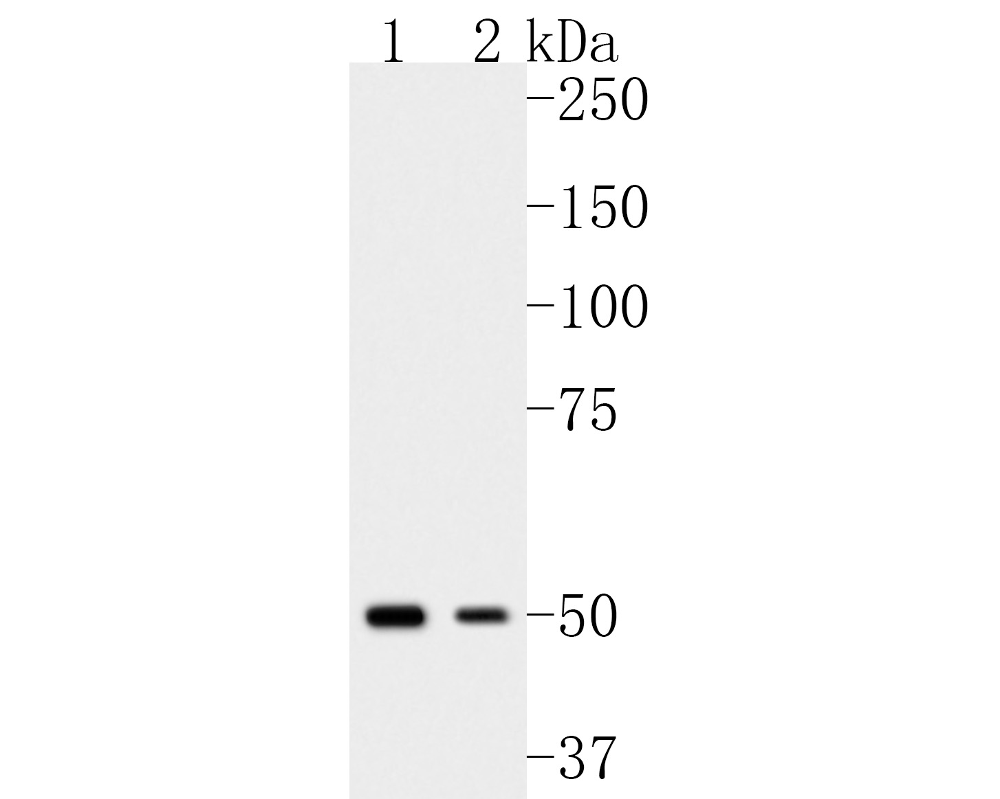 Fig1:; Western blot analysis of cGAS on different lysates. Proteins were transferred to a PVDF membrane and blocked with 5% BSA in PBS for 1 hour at room temperature. The primary antibody ( 1/500) was used in 5% BSA at room temperature for 2 hours. Goat Anti-Rabbit IgG - HRP Secondary Antibody (HA1001) at 1:5,000 dilution was used for 1 hour at room temperature.; Positive control:; Lane 1: MCF-7 cell lysate; Lane 2: Mouse lung tissue lysate