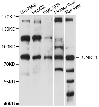 Western blot - LONRF1 Polyclonal Antibody 