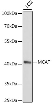 Western blot - MCAT Polyclonal Antibody 