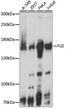 Western blot - FLII Polyclonal Antibody 