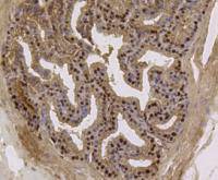 Fig7: Immunohistochemical analysis of paraffin- embedded mouse prostate tissue using anti-EFTUD2 Mouse mAb.