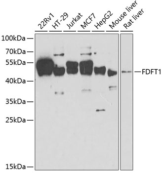 Western blot - FDFT1 Polyclonal Antibody 