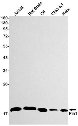 Western blot detection of Pin1 in Jurkat,Rat Brain,C6,CHO-K1,Hela cell lysates using Pin1 Rabbit mAb(1:1000 diluted).Predicted band size:18kDa.Observed band size:18kDa.
