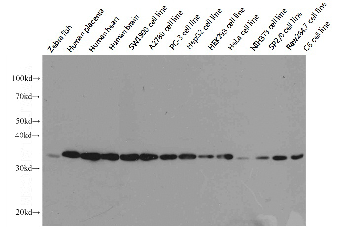 Western blot analysis of GAPDH in various tissues and cell lines using Proteintech antibody Catalog No:117316 at a dilution of 1:10000.