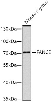 Western blot - FANCE Polyclonal Antibody 
