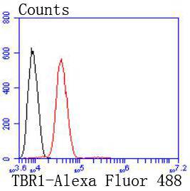 Fig4:; Flow cytometric analysis of TBR1 was done on SH-SY5Y cells. The cells were fixed, permeabilized and stained with the primary antibody ( 1/50) (red). After incubation of the primary antibody at room temperature for an hour, the cells were stained with a Alexa Fluor 488-conjugated Goat anti-Rabbit IgG Secondary antibody at 1/1000 dilution for 30 minutes.Unlabelled sample was used as a control (cells without incubation with primary antibody; black).