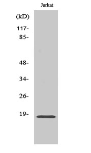 Fig1:; Western Blot analysis of various cells using Neuromedin-S Polyclonal Antibody diluted at 1: 1000