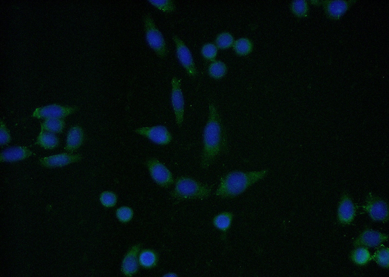 Immunofluorescent analysis of (-20oc Ethanol) fixed HeLa cells using Catalog No:109354(CNOT8 Antibody) at dilution of 1:50 and Alexa Fluor 488-congugated AffiniPure Goat Anti-Rabbit IgG(H+L)