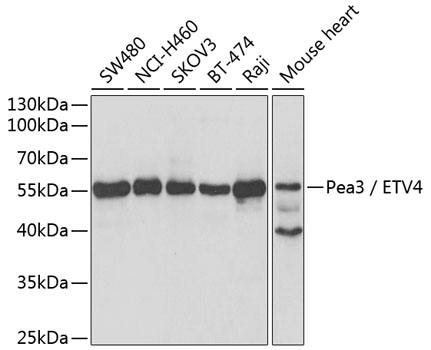 Western blot - Pea3 / ETV4 Polyclonal Antibody 