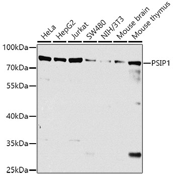 Western blot - PSIP1 Polyclonal Antibody 