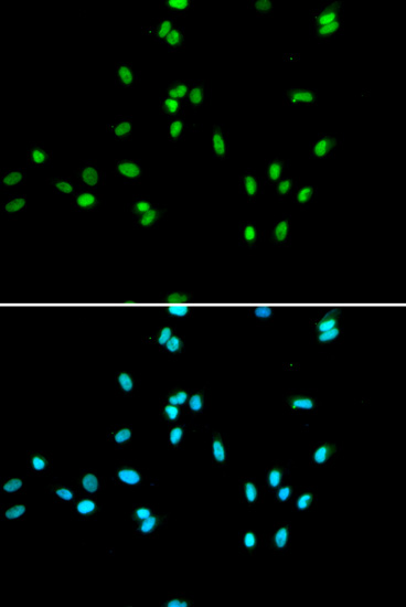 Immunofluorescence - NR5A2 Polyclonal Antibody 