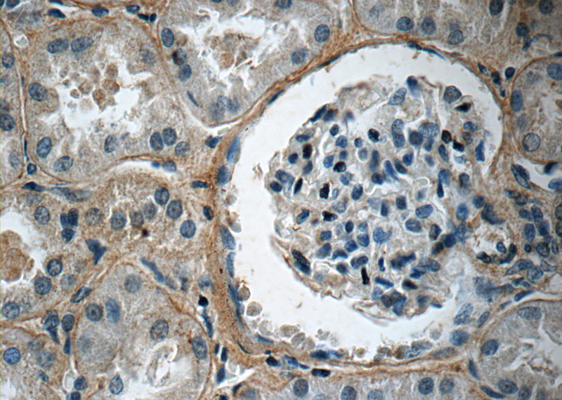 Immunohistochemistry of paraffin-embedded human kidney tissue slide using Catalog No:109437(COL4A2 Antibody) at dilution of 1:50 (under 40x lens)