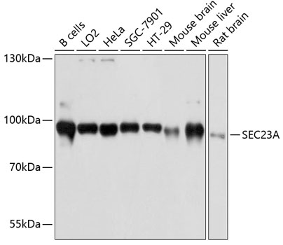 Western blot - SEC23A Polyclonal Antibody 