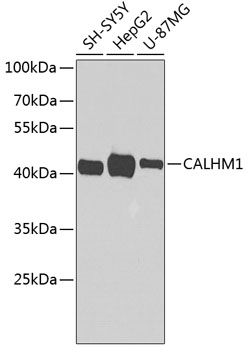 Western blot - CALHM1 Polyclonal Antibody 