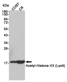 Western blot detection of Acetyl-Histone H3 (Lys9) in COS7 and C6 cell lysates using Acetyl-Histone H3 (Lys9) rabbit pAb (1:3000 diluted).Predicted band size:17kDa.Observed band size:17kDa.