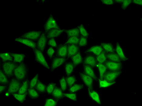 Immunofluorescence - IRF8 Polyclonal Antibody 