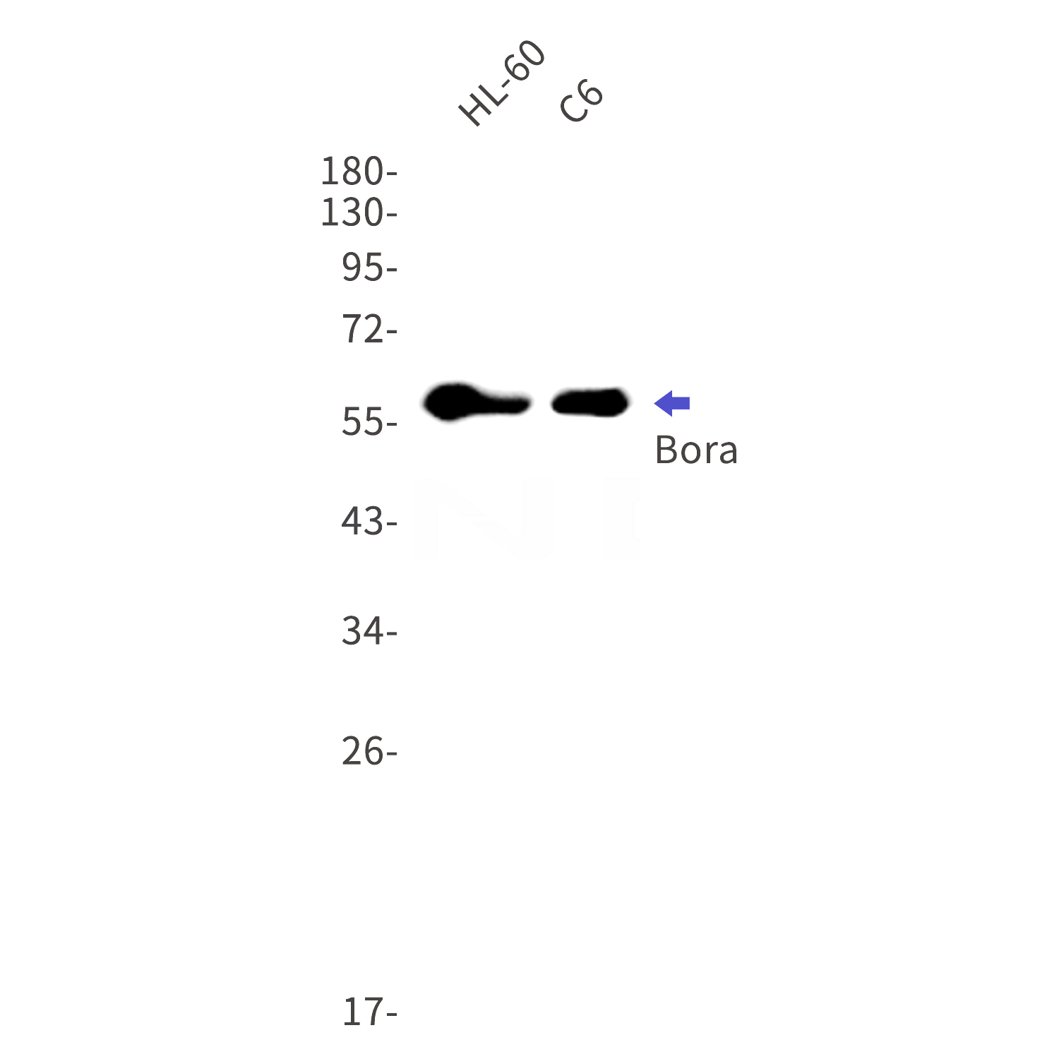 Western blot detection of Bora in HL-60,C6 cell lysates using Bora Rabbit mAb(1:1000 diluted).Predicted band size:61kDa.Observed band size:61kDa.